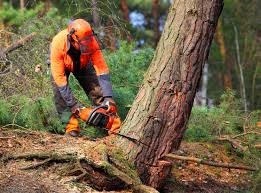 How Our Tree Care Process Works  in  Loudonville, NY